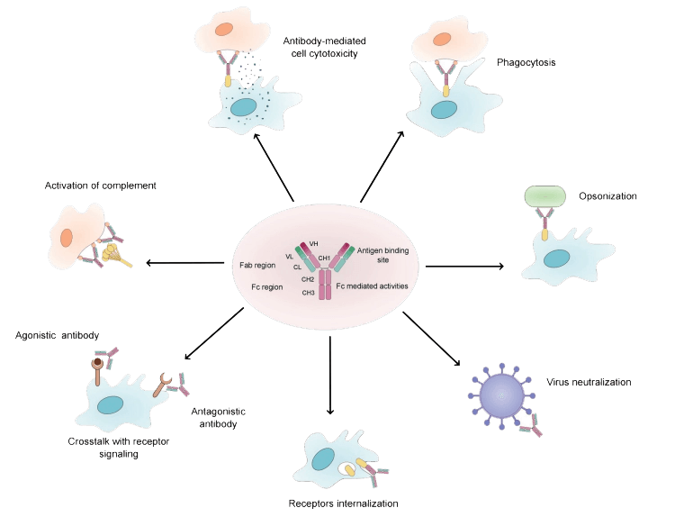Overview of the natural function of antibodies.png